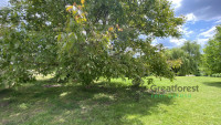 Bocskaikert, resindential building plot  