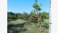 Debrecen, Dombos tanya, farm  