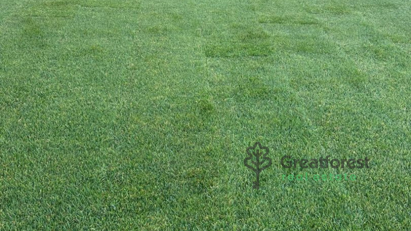 Debrecen, Greatforest Area, flat  