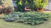 Debrecen, Greatforest Area, flat  